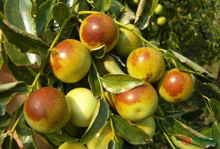 沧州，探索一座城市的魅力